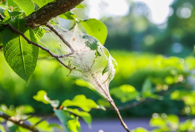 Ragnatela sui rami degli alberi nel parco primaverile fatto di insetto falena ciliegia uccello