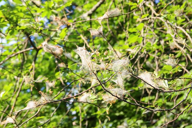 Ragnatela sui rami degli alberi nel parco primaverile fatto di insetto falena ciliegia uccello