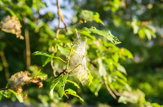 Ragnatela sui rami degli alberi nel parco primaverile fatto di insetto falena ciliegia uccello