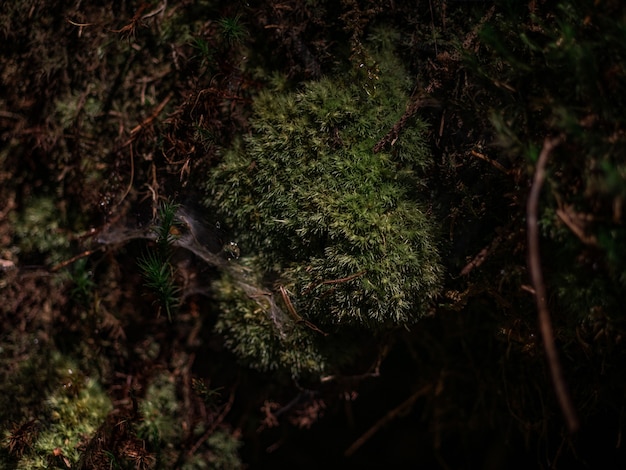 Ragnatele e ragni sul muschio della foresta