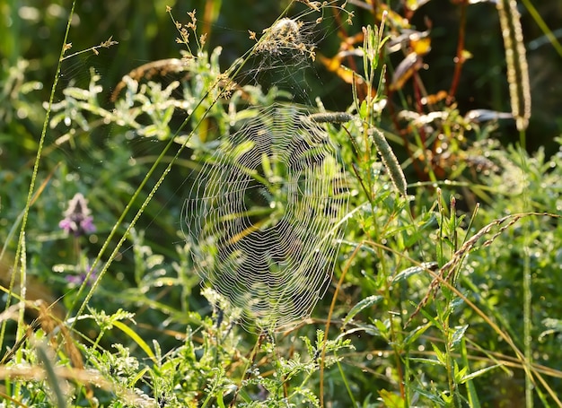 Ragnatele nell'erba. Rugiada sulle foglie al mattino presto