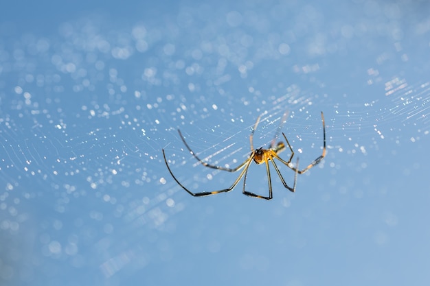 ragni di macro di insetti di fauna selvatica giardino insetto