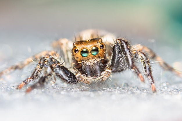 Ragno a macroistruzione in natura