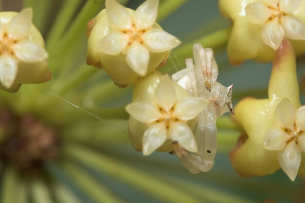 Ragno a macroistruzione in natura