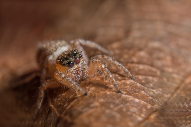 Ragno a macroistruzione sulla foglia