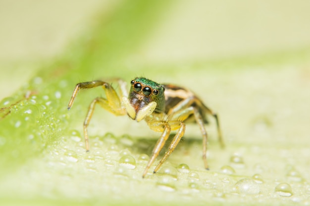 Ragno a macroistruzione sulla foglia