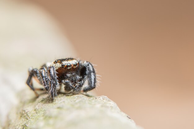 Ragno a macroistruzione sulla foglia