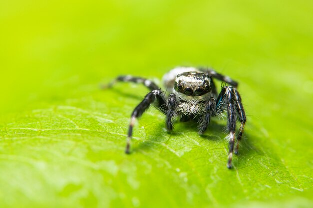 Ragno a macroistruzione sulla foglia