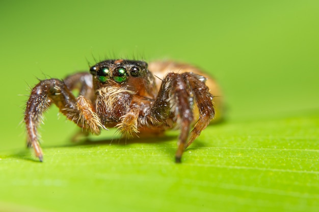 Ragno a macroistruzione sulla foglia