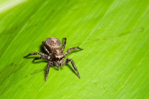 Ragno a macroistruzione sulla foglia