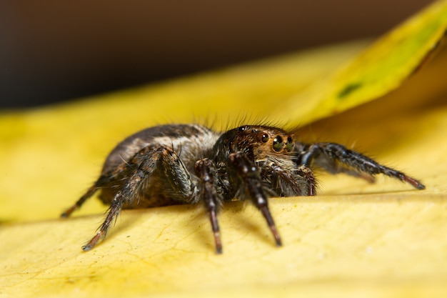 Ragno a macroistruzione sulla foglia