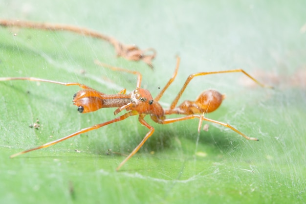 Ragno a macroistruzione sulla foglia