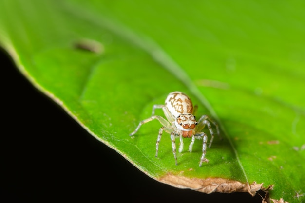 Ragno a macroistruzione sulla foglia