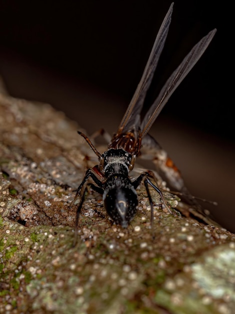 Ragno adulto del genere Sarinda che imita le formiche carpentiere del genere camponotus che predano un'effimera