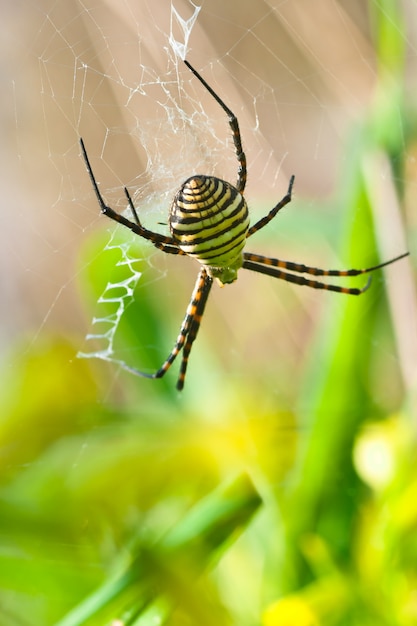 Ragno, Argiope bruennichi