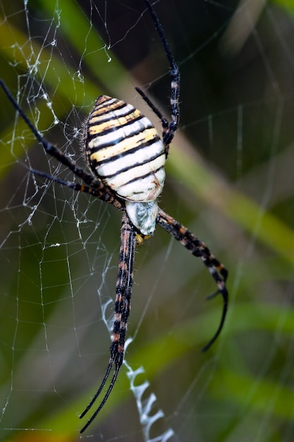 Ragno, Argiope bruennichi