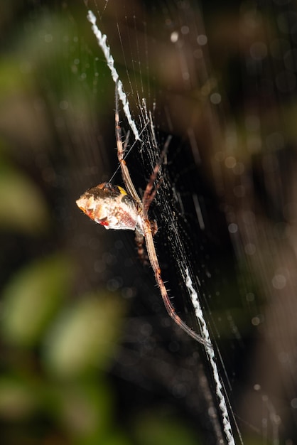 Ragno bellissimo ragno sulla sua ragnatela in attesa della messa a fuoco selettiva della preda