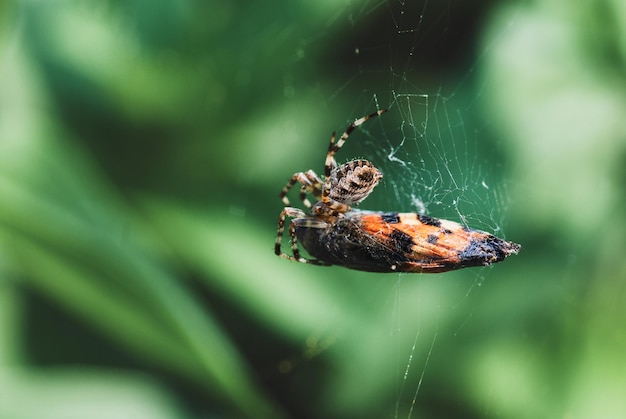 Ragno che mangia farfalla intrappolata nella ragnatela