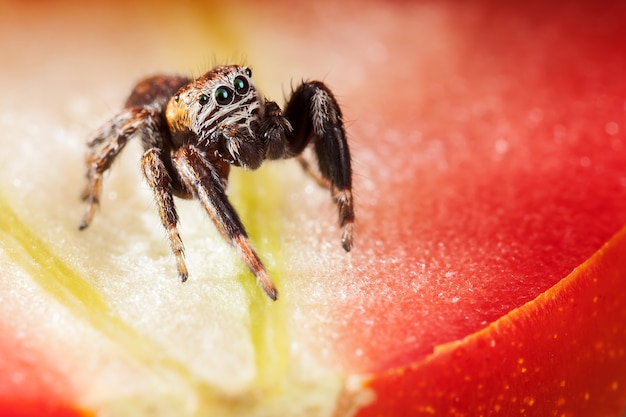 Ragno che salta sul pomodoro, come in una bella scena rossa