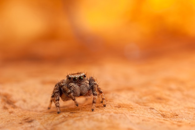 Ragno che salta sull'arancione e splendente foglia d'autunno