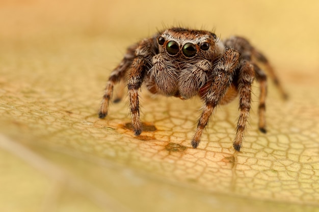 Ragno che salta sulla foglia autunnale traslucida gialla venata