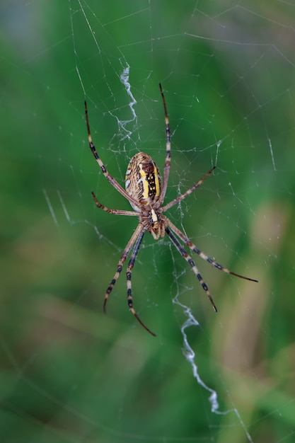 Ragno con strisce gialle e nere. Argiope.