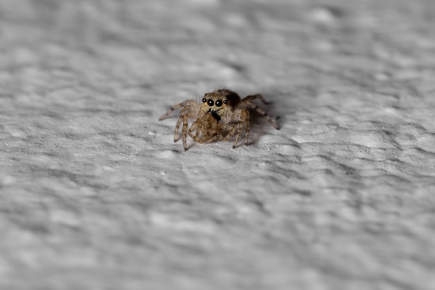 Ragno da muro grigio della specie Menemerus bivittatus