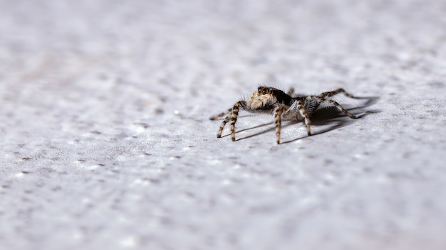 Ragno da muro grigio della specie Menemerus bivittatus