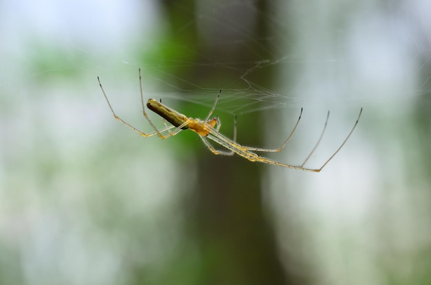 Ragno delicato nella foresta