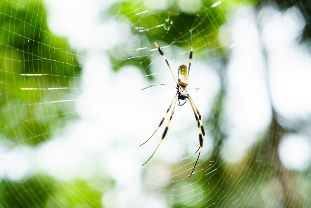 Ragno di Nephila Clavipes