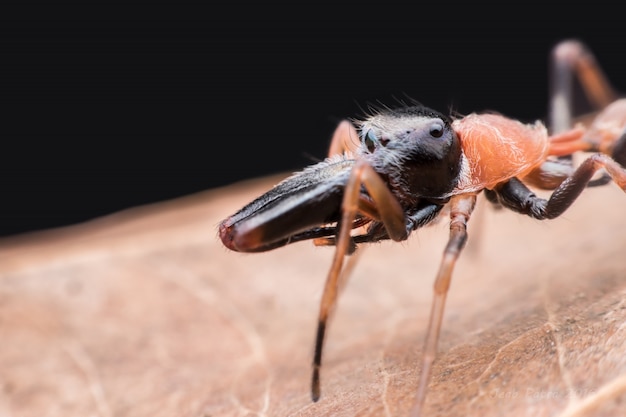 Ragno di salto antimicotico maschio sulla foglia secca