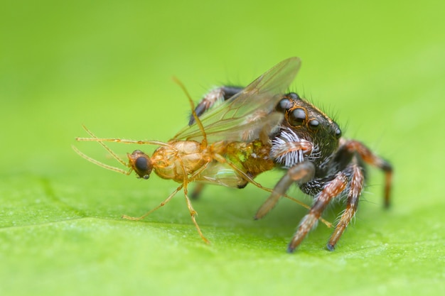 Ragno di salto del bambino sveglio che mangia preda sulla foglia verde