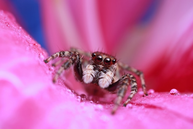 Ragno e goccia di acqua di salto sul fiore rosa in natura