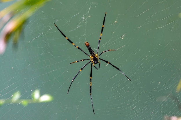 Ragno giallo e nero a gambe lunghe in rete, messa a fuoco selezionata