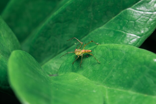 Ragno giallo su foglia