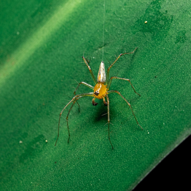 Ragno giallo sulla foglia nel giardino