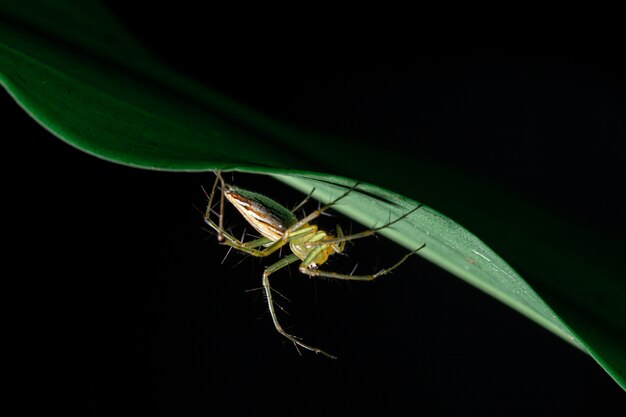 Ragno giallo sulla foglia nel giardino