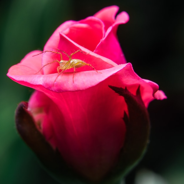 Ragno giallo sulla rosa rosa