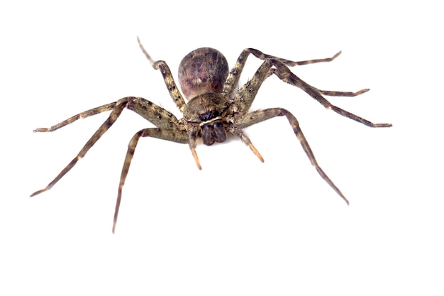 Ragno gigante isolato su sfondo bianco