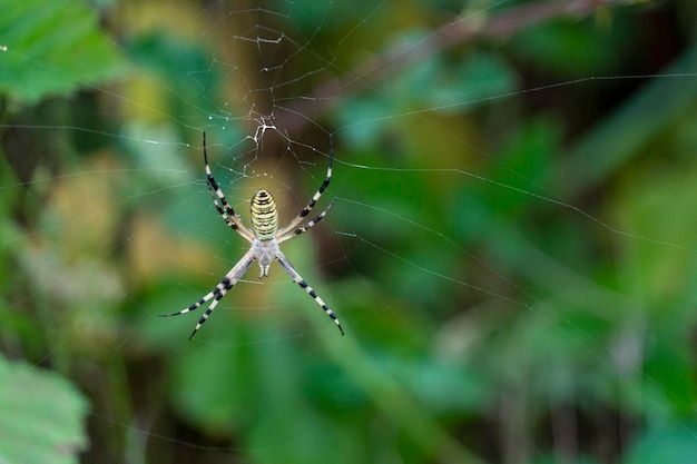 Ragno gigante su bokeh verde