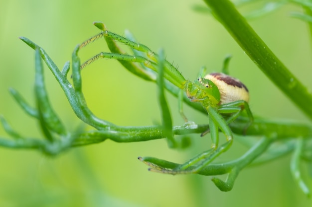 Ragno granchio verde eurasiatico (diaea dorstata) seduto nell'erba