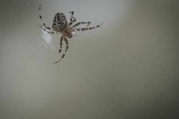 Ragno incrociato in una ragnatela in agguato per la preda Sfondo sfocato