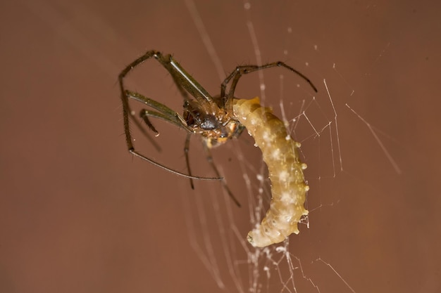 Ragno Leucauge parassitato da una vespa nel suo addome la larva