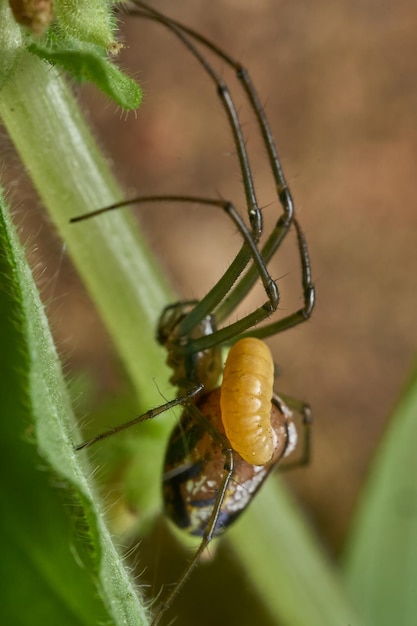 Ragno Leucauge parassitato da una vespa nel suo addome la larva