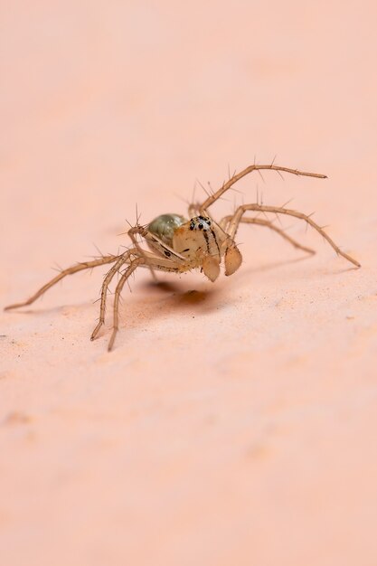 Ragno lince del genere Oxyopes