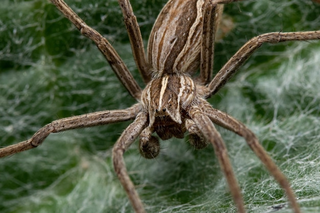 Ragno lupo rabbioso su una foglia verde ricoperta di ragnatela