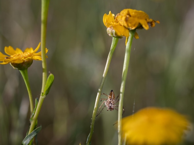 Ragno nel loro ambiente naturale