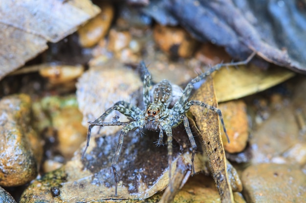 ragno nella foresta