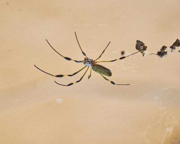 Ragno Nephila noto come ragno di seta dorata per il colore della sua tela contro la luce del sole