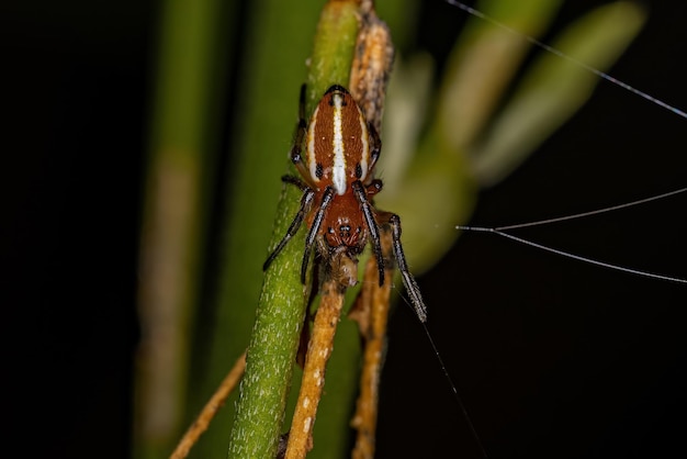 Ragno Orbweaver tipico adulto